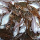 관광 꿈꾸는숲 펜션 이미지