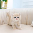 분당고양이분양 고사남 이미지