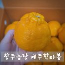 한농장 | 껍질부터 향긋한 창주농장 제주한라봉 한 박스 순삭 후기