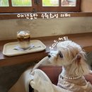 뿌리네 애견샵 | 수원화성 애견동반 카페 우디드카페 후기