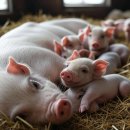 가장축산 이미지