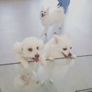 160528-30 : 신라호텔 서울 : 도심 속 이른 휴가 이야기