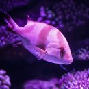 카츠담아 일광점 이미지