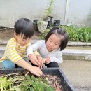 🥜땅콩따기,🥬상추심기 이미지