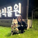 나의 반려견 이미지