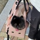 부산 애견카페 해운대 스포독, 넓은 부산 애견운동장 다녀온 후기