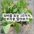 건강나무열매(줄기관) 태권도장 | 쇠비름 효능 10가지, 부작용 알아보기