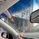 선샤인퍼피 이미지