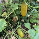 늙은 오이의 이야기 이미지