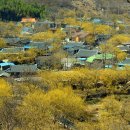 산수유피는마을 이미지