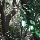 영평조록나무 이미지