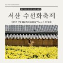 명보장 | 서산 수선화 축제 유기방가옥 개화 상황 3월 4월 국내여행지 추천