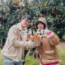 귤한편 | [제주여행] 겨울 제주 가족여행코스 귤따기 체험! '감귤체험 카페 귤한편' 내돈내산 후기
