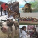 동물농장 이미지