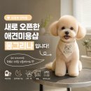 의정부애견미용실 추천 몽그리나 다녀왔어요 솔직 후기 오픈 행사 꿀 정보 공유