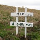 제주산야초
