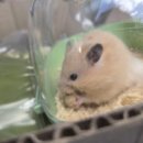 달빛 햄스터리 서울점 이미지