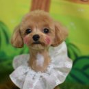 루이펫살롱 이미지