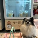 댕댕키친 이미지