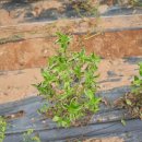 정가농장 이미지