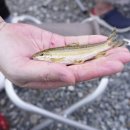 캠핑소리251 이미지