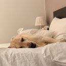 옥류천이야기길(소나무숲길) | 속초해수욕장 애견동반 숙소 대형견숙박가능 썬라이즈호텔