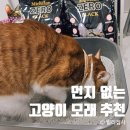 (주)리얼화이트 | 미켈란제로 벤토나이트 먼지 없는 고양이 모래 리얼 후기