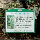 노린재나무 이미지