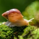 하늘달팽이 이미지