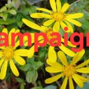 For delay dementia 1,077 Power english 이미지