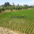 동읍1230 이미지