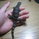 돼지세끼 이미지