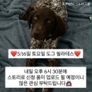 어서멍 | [포캣멍센터] 유기견 입양센터 도그필라테스 후기_퍼피요가, 기부