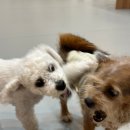 하이멍 애견카페 이미지