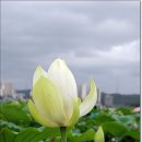 시흥 관곡지 연꽃 축제 사진 이미지