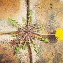 민들레집 이미지