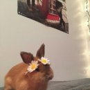 우리오빠 Daum카페