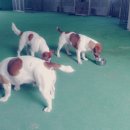 씽크독스쿨 이미지