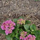 초록숲 하우스 이미지