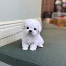 마마스미독 강아지분양 인천점 | 대구 마마스미독 본점에서 만난 내 인생 반려견 비숑 분양