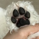 멍멍미용실 | 미용 목욕 스파 "블루멍멍" 후기! | 하남시청역 하남...위생목욕 강아지 미용실 추천 | 당일예약 가능