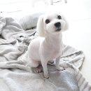 J 애견 미용 | 인천 서구 검암동 애견미용 j애견호텔유치원