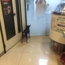 Dr.주 동물병원 이미지