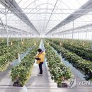 양영석농장 이미지