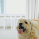 쉼표고성 이미지