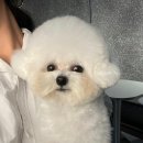 몽실 애견미용 이미지