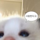 포로롱 이미지