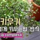 트리안