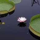 크루지아나 이미지