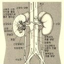 신장의 구조와 기능 이미지